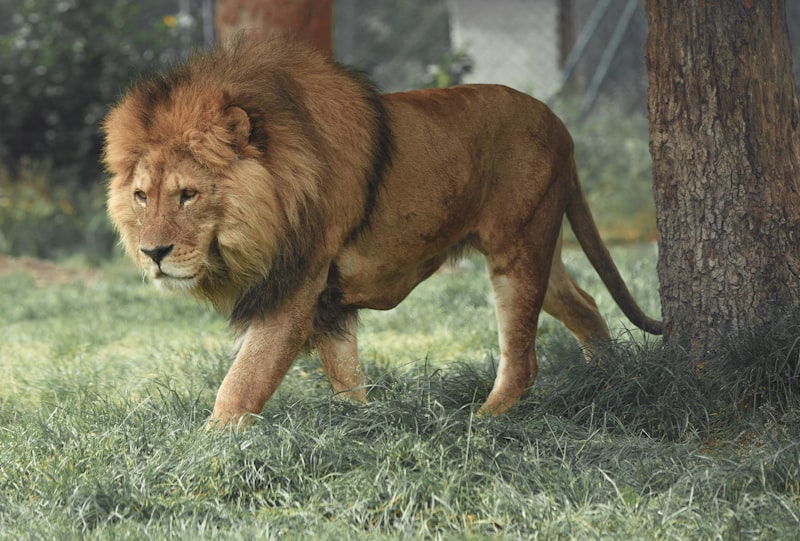 Animals & Nature